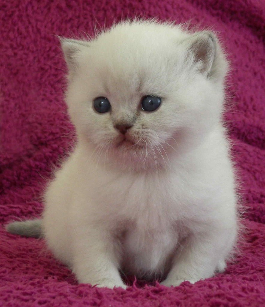 Britisch Kurzhaar Baby Katzen Weiß / Die 27 Besten Ideen Zu Bkh Katzen